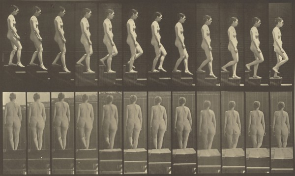 Animal Locomotion; Eadweard J. Muybridge, American, born England, 1830 - 1904, 1887; Collotype; 20 x 34.3 cm