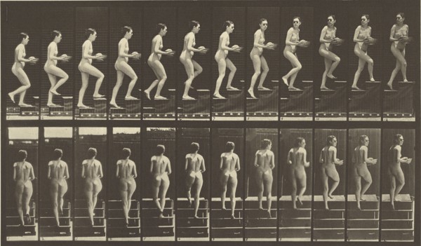Animal Locomotion; Eadweard J. Muybridge, American, born England, 1830 - 1904, 1887; Collotype; 19.7 x 34.8 cm