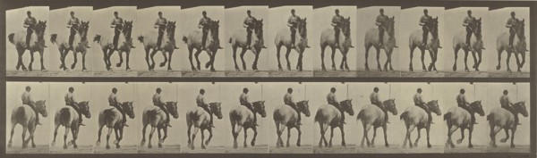 Animal Locomotion; Eadweard J. Muybridge, American, born England, 1830 - 1904, 1887; Collotype; 12.5 x 44.5 cm