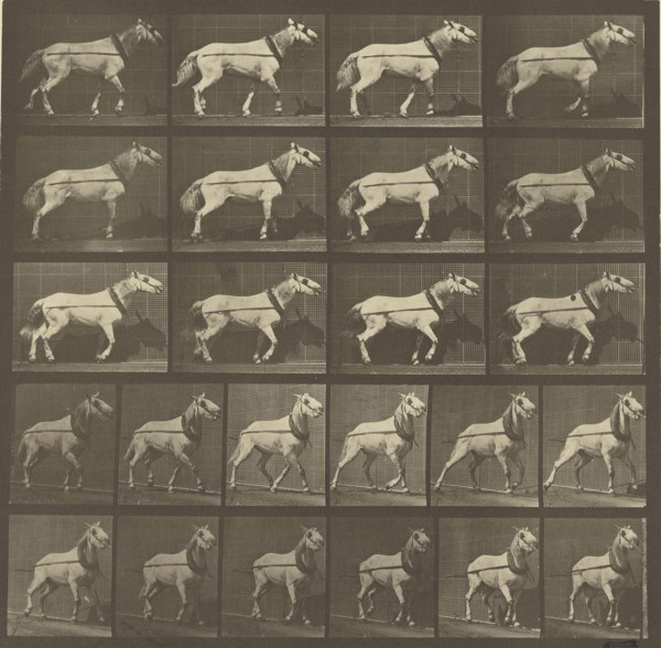 Animal Locomotion; Eadweard J. Muybridge, American, born England, 1830 - 1904, 1887; Collotype; 25.1 x 25.7 cm