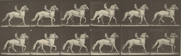 Animal Locomotion; Eadweard J. Muybridge, American, born England, 1830 - 1904, 1887; Collotype; 14.6 x 46.4 cm