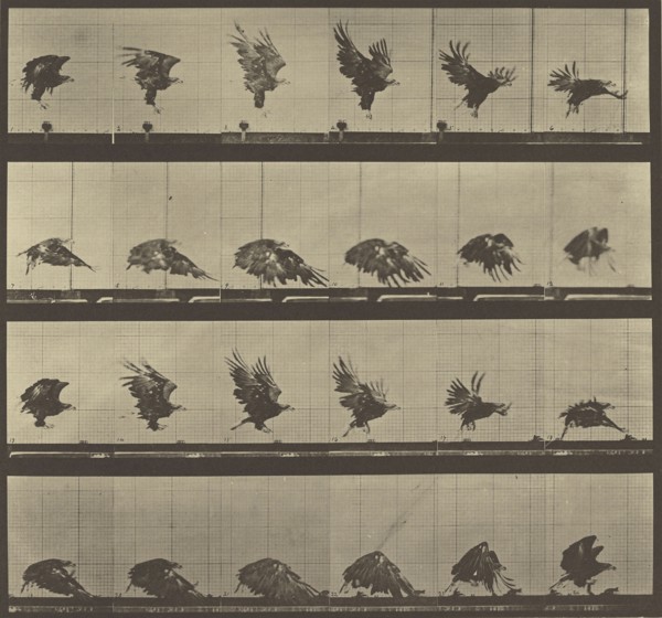 Animal Locomotion; Eadweard J. Muybridge, American, born England, 1830 - 1904, 1887; Collotype; 25.4 x 27.3 cm