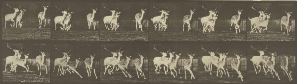 Animal Locomotion; Eadweard J. Muybridge, American, born England, 1830 - 1904, 1887; Collotype; 12.9 x 44.8 cm