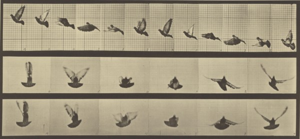 Animal Locomotion; Eadweard J. Muybridge, American, born England, 1830 - 1904, 1887; Collotype; 17.8 x 39.4 cm