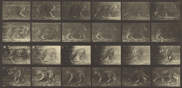 Animal Locomotion; Eadweard J. Muybridge, American, born England, 1830 - 1904, 1887; Collotype; 17.9 x 37.8 cm