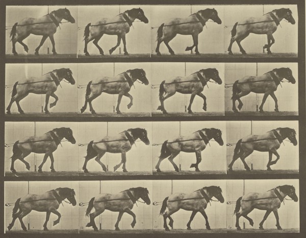 Animal Locomotion; Eadweard J. Muybridge, American, born England, 1830 - 1904, 1887; Collotype; 23.2 x 29.8 cm