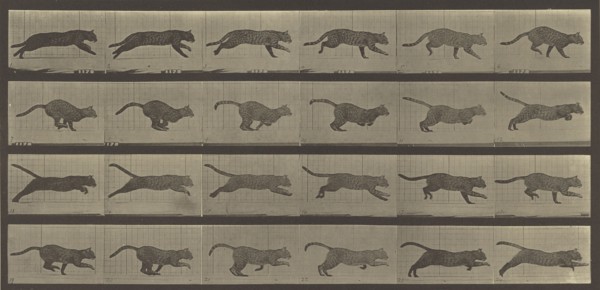 Animal Locomotion; Eadweard J. Muybridge, American, born England, 1830 - 1904, 1887; Collotype; 17.9 x 38.1 cm