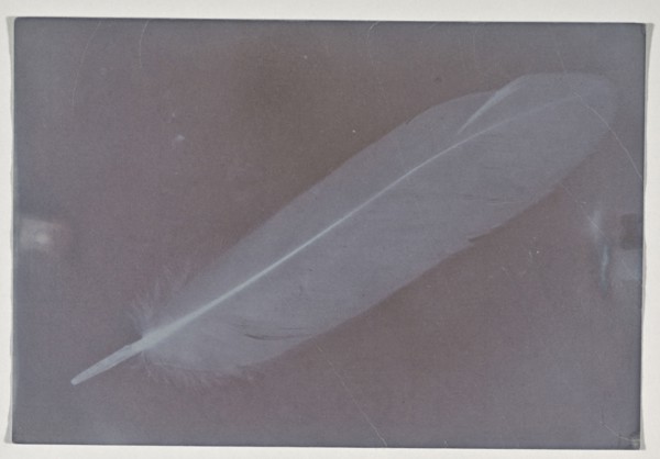 Feather; about 1850; Photogenic drawing; 14.4 x 9.8 cm, 5 11,16 x 3 7,8 in