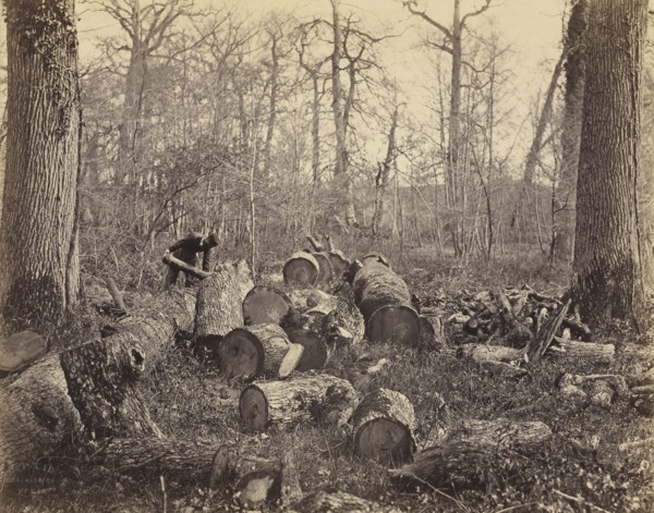 Forêt de Fontainebleau; Constant Alexandre Famin, French, 1827 - 1888, France; about 1875; Albumen silver print