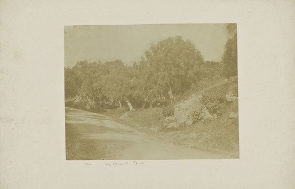 Olives on the Via Roma to Tivoli; Italian; Tivoli, Italy, Europe; about 1850 - 1855; Salted paper print; 20.9 x 26.8 cm
