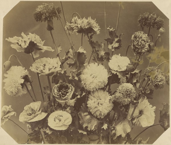 Flowers; Adolphe Braun, French, 1811 - 1877, about 1868; Albumen silver print