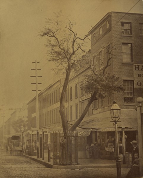 The Stuyvesant Pear Tree; Jeremiah Gurney, American, 1812 - 1895, New York, New York, United States; August 22, 1863; Albumen