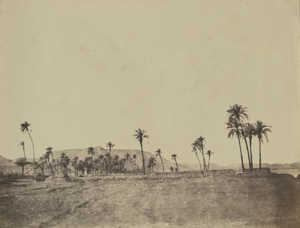 Etude de dattiers; John Beasly Greene, American, born France, 1832 - 1856, Egypt; 1853 - 1854; Salted paper print