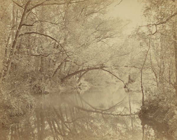 Nature Studies; Achille Quinet, French, 1831 - 1900, France; about 1875; Albumen silver print