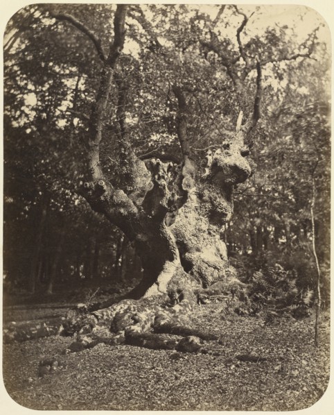 Gnarled Tree; Gertrude Elizabeth Rogers, British, 1837 - 1917, about 1860; Albumen silver print