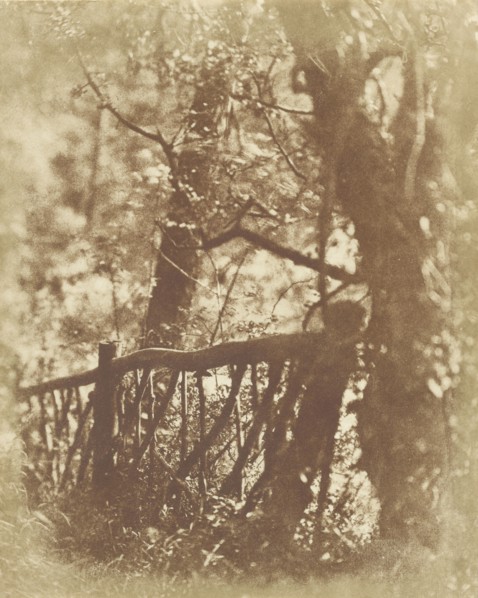 Colinton Wood; Hill & Adamson, Scottish, active 1843 - 1848, 1843 - 1847; Salted paper print; 19.1 x 15.2 cm 7 1,2 x 6 in