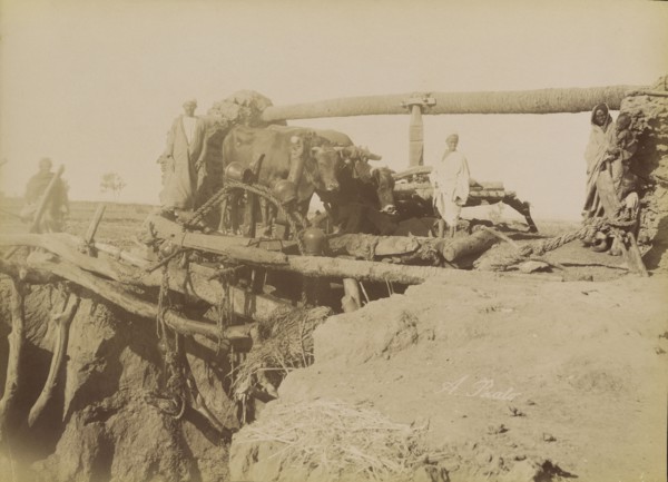 Sakkie; Antonio Beato, English, born Italy, about 1835 - 1906, 1880 - 1889; Albumen silver print