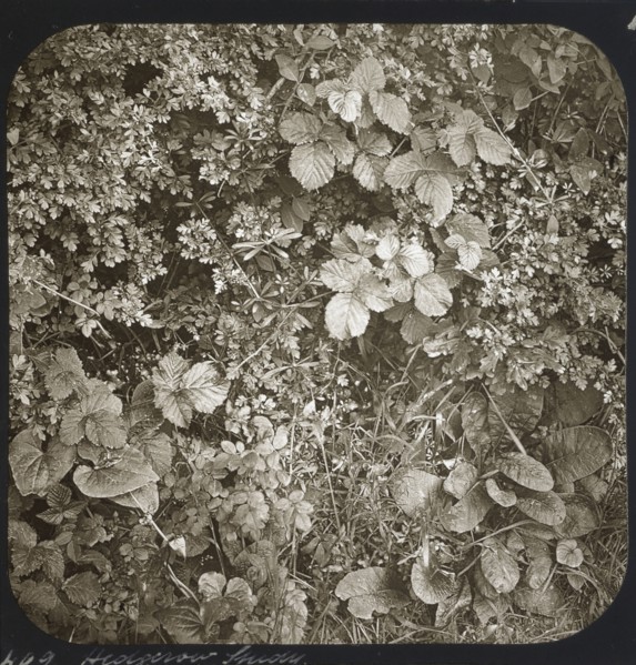 Hedgerow Study; Frederick H. Evans, British, 1853 - 1943, about 1883; Lantern slide; 7.3 x 7.2 cm 2 7,8 x 2 13,16 in
