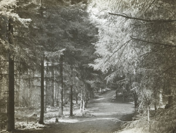 Redlands Woods, near Dorking; Frederick H. Evans, British, 1853 - 1943, April 1892; Lantern slide; 5.4 x 7.3 cm