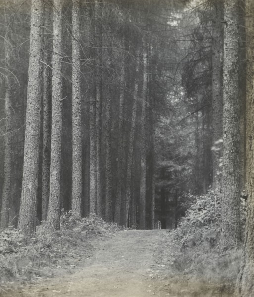 Redlands Woods; Frederick H. Evans, British, 1853 - 1943, 1893; Lantern slide; 7.1 x 6.7 cm, 2 13,16 x 2 5,8 in