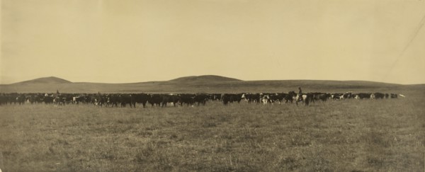 Cattle; Laton Alton Huffman, American, 1854 - 1931, 1878 - 1905; Gelatin silver print; 24.8 x 59.5 cm 9 3,4 x 23 7,16 in