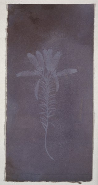 Botanical Specimen, Erica mutabolis, William Henry Fox Talbot, English, 1800 - 1877, England; March 1839; Photogenic drawing