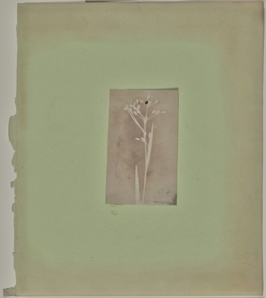 Luzula Pilosa; Attributed to William Henry Fox Talbot, English, 1800 - 1877, 1840; Photogenic drawing negative; 11 × 6.7 cm