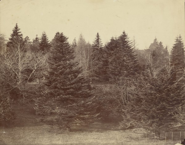 Forest Landscape; Attributed to Roger Fenton, English, 1819 - 1869, about 1852 - 1860; Albumen silver print