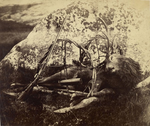 Dead stag in a sling; Capt. Horatio Ross, British, 1801 - 1886, 1850s - 1860s; Albumen silver print