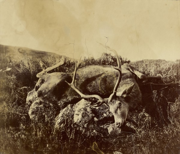 Dead stag on a rock; Attributed to Roger Fenton, English, 1819 - 1869, n.d; Albumen silver print