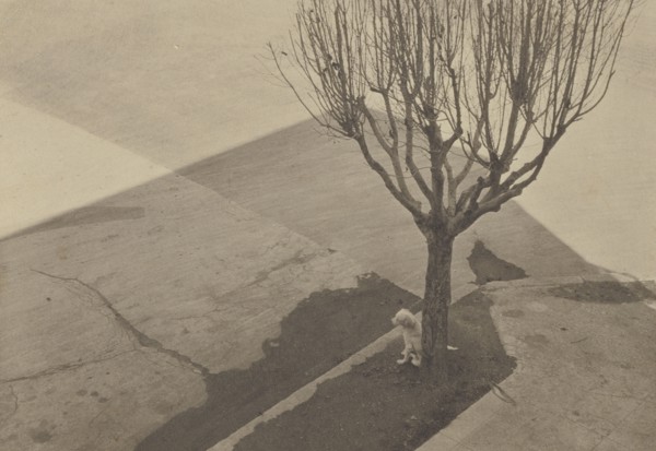 Tree with Dog; Tina Modotti, American, born Italy, 1896 - 1942, 1924; Palladium print; 8.3 x 11.9 cm 3 1,4 x 4 11,16 in