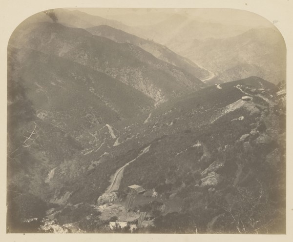 Josephine and Pine Tree; Carleton Watkins, American, 1829 - 1916, 1860; Salted paper print; 41.3 x 33.3 cm 16 1,4 x 13 1,8 in