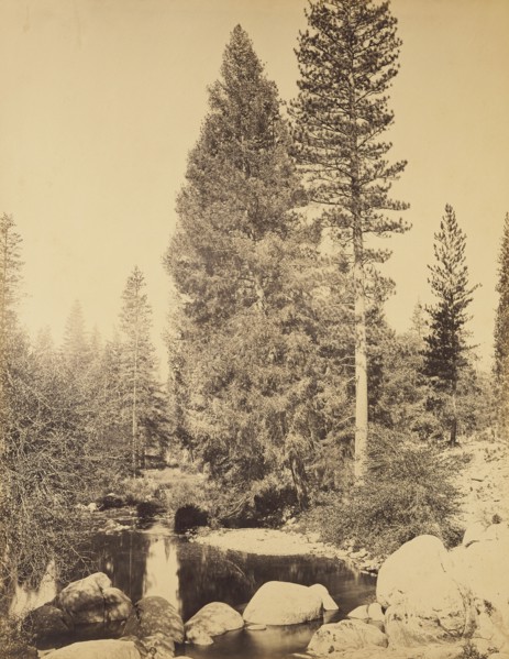 Douglas Fir at Clarks , The Douglas Fir; Carleton Watkins, American, 1829 - 1916, Yosemite, California, United States; negative