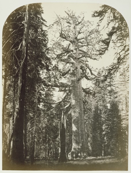 Grizzly Giant, Mariposa Grove - 33 ft. Diam; Carleton Watkins, American, 1829 - 1916, Yosemite, California, United States; 1861