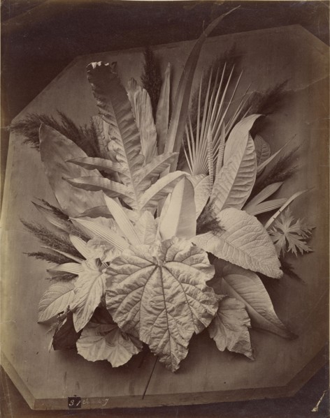 Leaf arrangement; Charles Aubry, French, 1811 - 1877, Paris, France; 1860 - 1869; Albumen silver print
