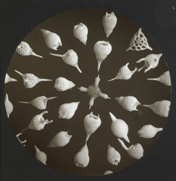 Polycistina; Frederick H. Evans, British, 1853 - 1943, about 1883; Lantern slide; 7.1 x 7.1 cm 2 13,16 x 2 13,16 in