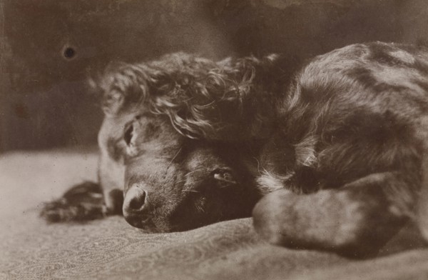 Boyce, Portrait of a Setter Dog; Thomas Eakins, American, 1844 - 1916, 1880 - 1890; Albumen silver print