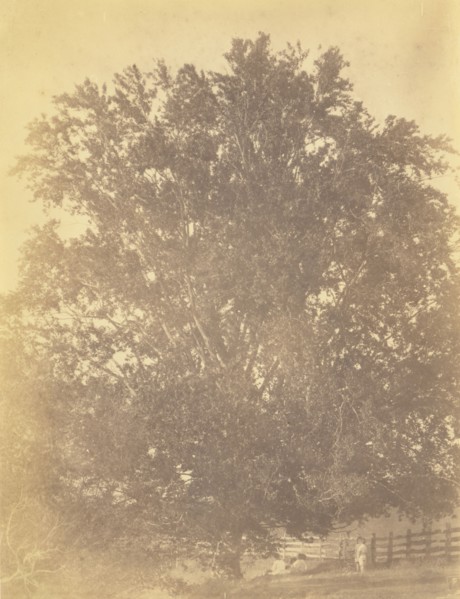 Beech Tree at Avondale, Pennsylvania; Thomas Eakins, American, 1844 - 1916, early 1880s; Albumen silver print