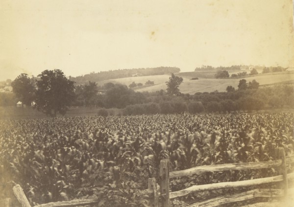 Cornfield, Avondale, PA; Thomas Eakins, American, 1844 - 1916, 1880s; Albumen silver print