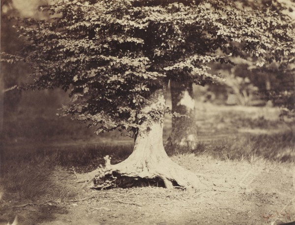 The Beech Tree; Gustave Le Gray, French, 1820 - 1884, Fontainebleau, France; about 1855 - 1857; Albumen silver print