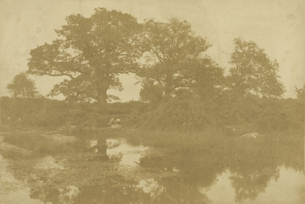Forêt de Fontainebleau; Charles Marville, French, 1813 - 1879, Fontainebleau, France; 1854; Salted paper print from a waxed