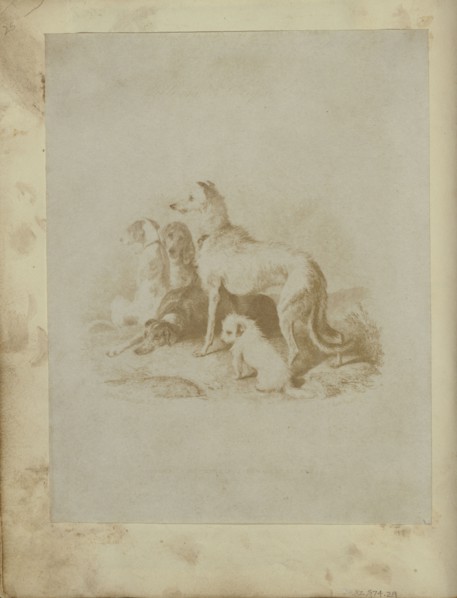 A Group of Five Dogs; British; 1840s; Salted paper print from a Calotype negative; 18.4 x 14.3 cm 7 1,4 x 5 5,8 in
