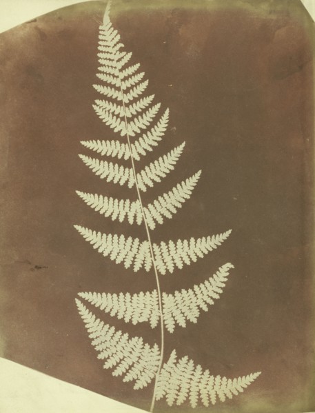 Buckler Fern; William Henry Fox Talbot, English, 1800 - 1877, 1839; Photogenic drawing negative; 22.1 × 17.8 cm 8 11,16 × 7 in