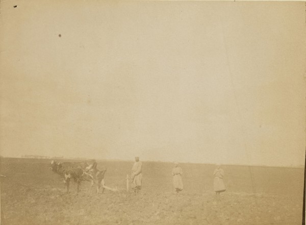 Man plowing; about 1860 - 1880; Tinted Albumen silver print