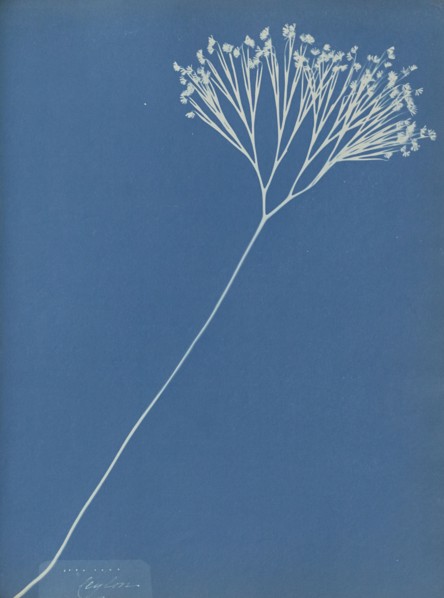 Ceylon; Anna Atkins, British, 1799 - 1871, and Anne Dixon, British, 1799 - 1877, England; 1853; Cyanotype; 25.4 × 19.4 cm