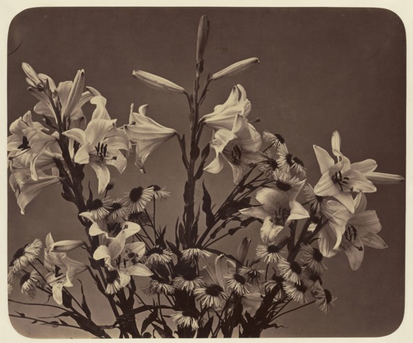 Flowers; Adolphe Braun, French, 1811 - 1877, Dornach, France; 1860; Albumen silver print