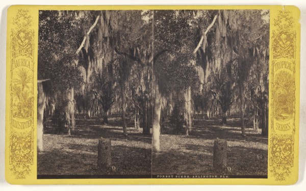 Forest Scene, Arlington, Fla; American; about 1870 - 1880; Albumen silver print