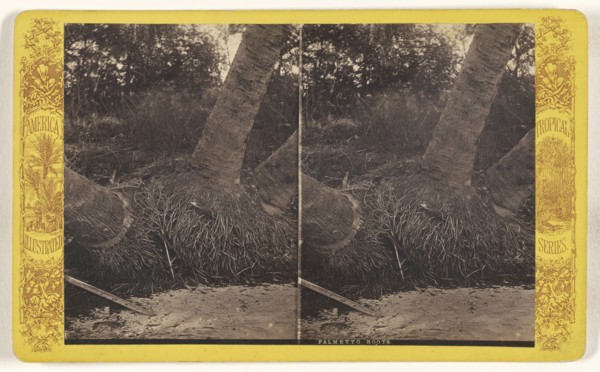Palmetto Roots. Florida; American; about 1870 - 1880; Albumen silver print