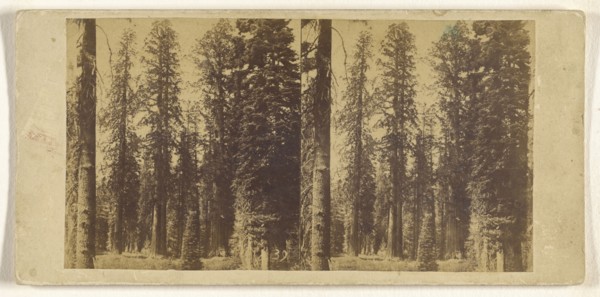 California. Group of Big Trees in Mariposa Grove; Attributed to C.L. Weed, American, 1824 - 1903, about 1860 - 1864; Albumen
