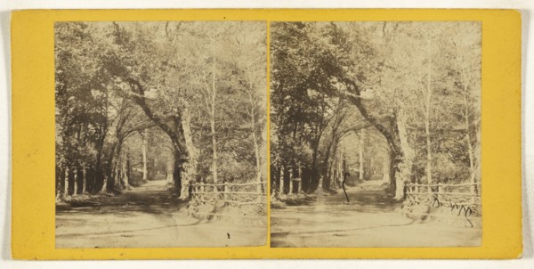 Cornwall. Trereife Avenue, near Penzance; A.L. Coke, British, active 1860s, 1860s; Albumen silver print